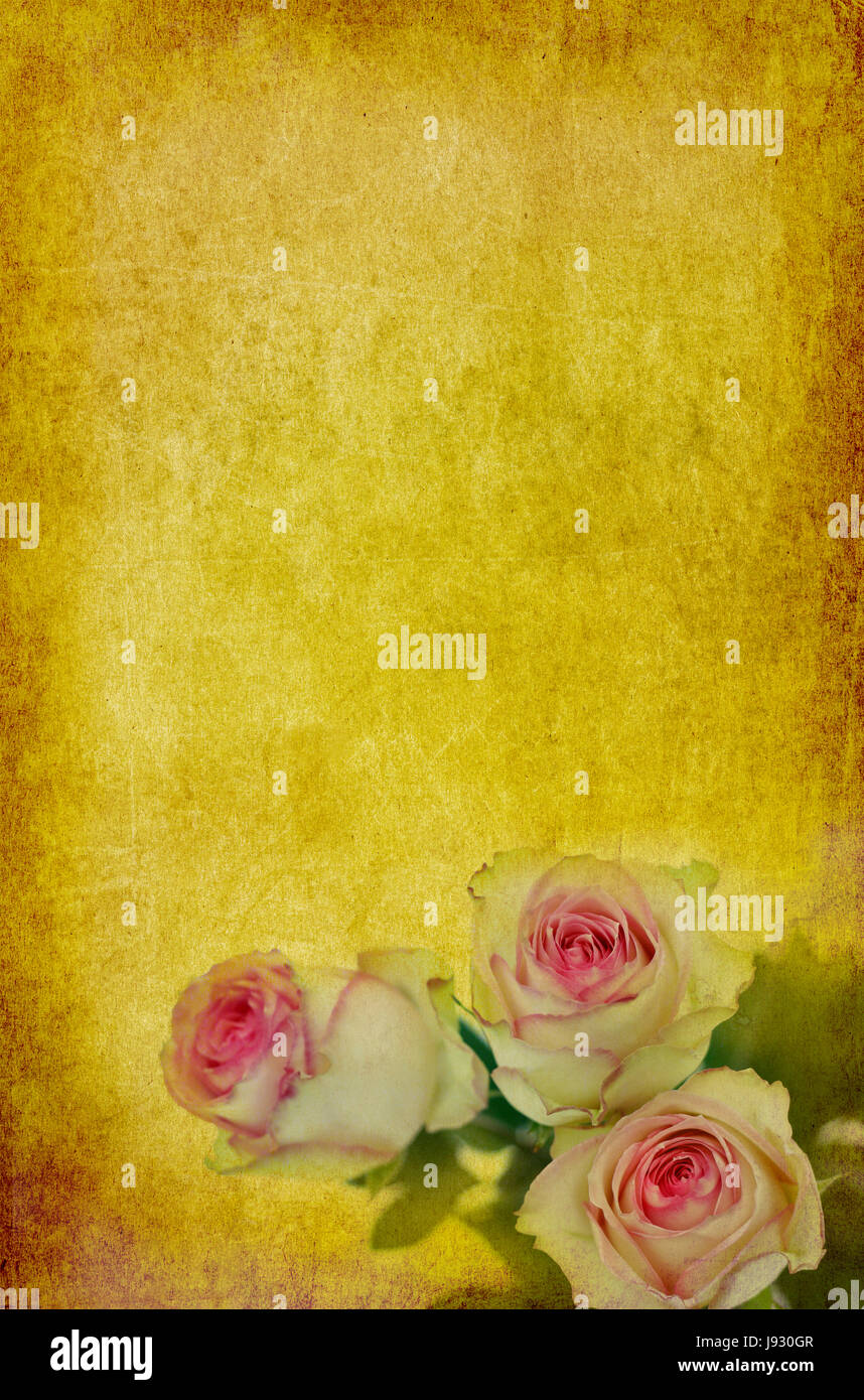 flower, plant, rose, roses, card, pattern, design, shaping, formation ...