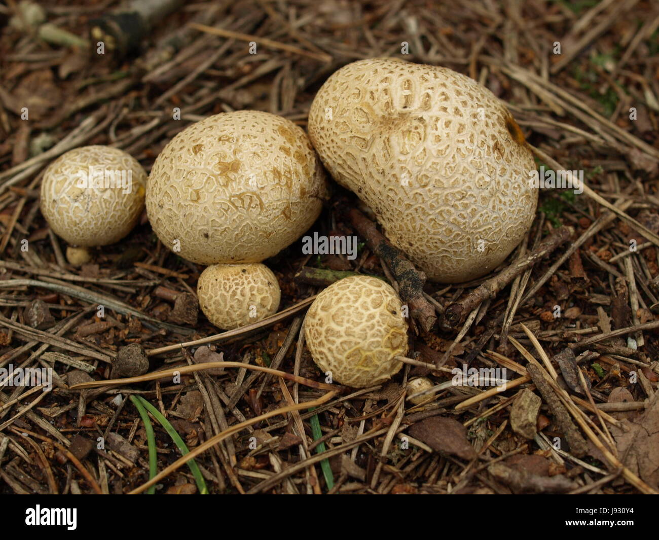 mushrooms, mushrooms, mushroom, fungus, bovist, heidebovist, basidienpilze, Stock Photo