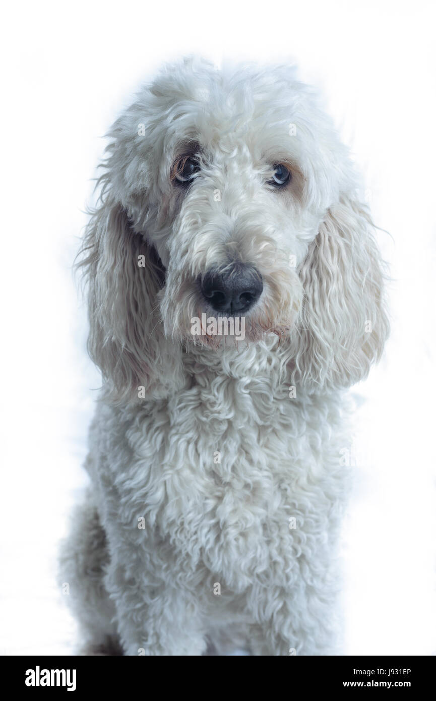 isolated, animal, pet, portrait, pets, dog, studio, dogs, adult, adults, Stock Photo