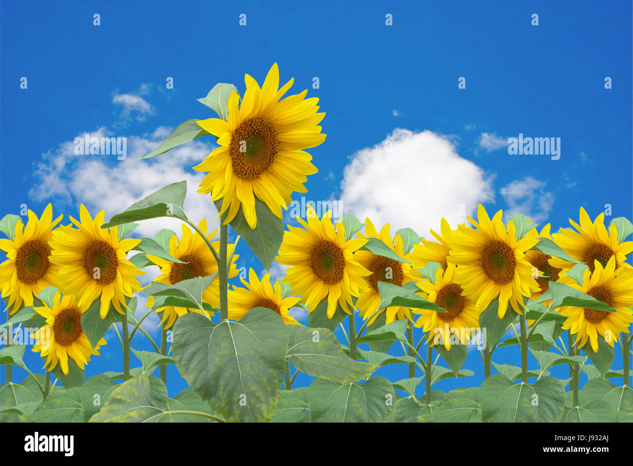 flower, plant, bloom, blossom, flourish, flourishing, agriculture, farming, Stock Photo