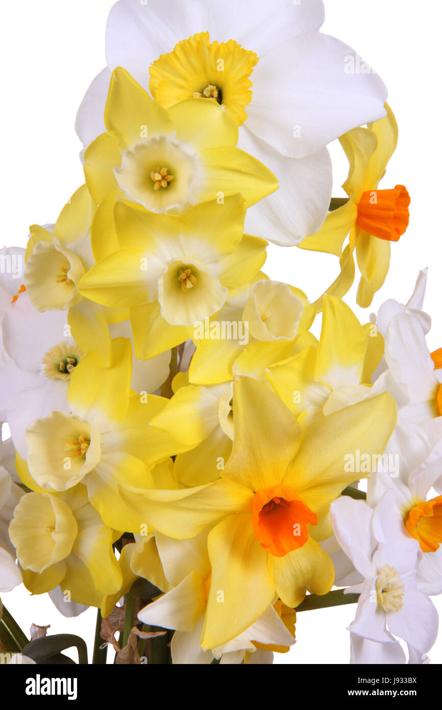 isolated, bouquet, daffodil, bunch, white, narcissus, yellow, cup, beautiful, Stock Photo