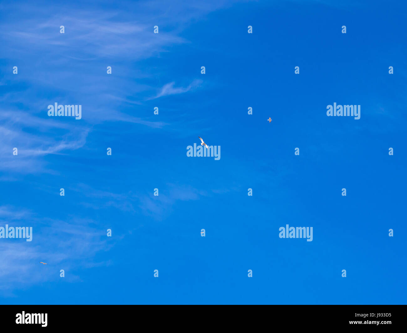 wing, soar, winged, roam, firmament, sky, salt water, sea, ocean, water