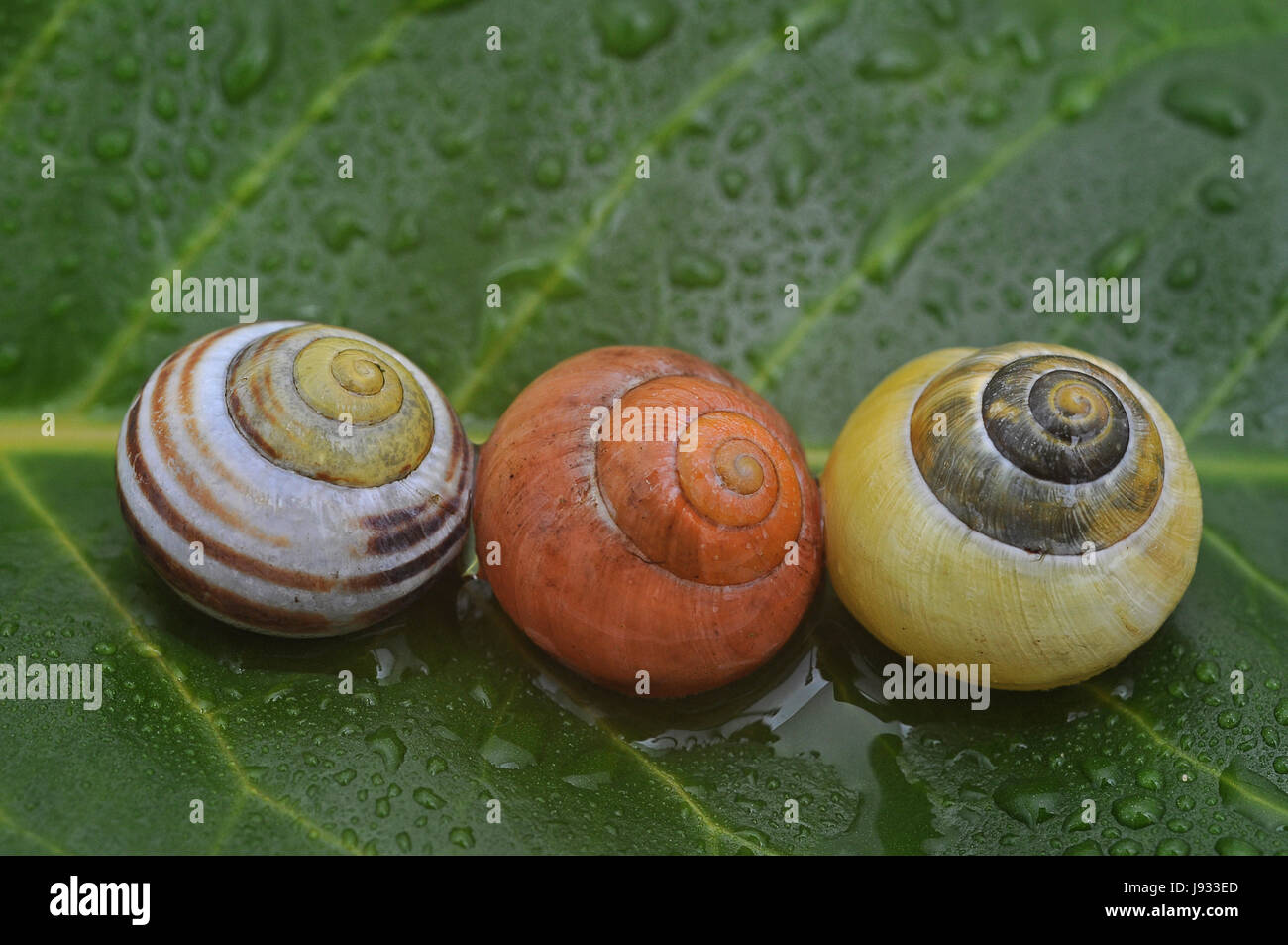 three snail shells Stock Photo Alamy