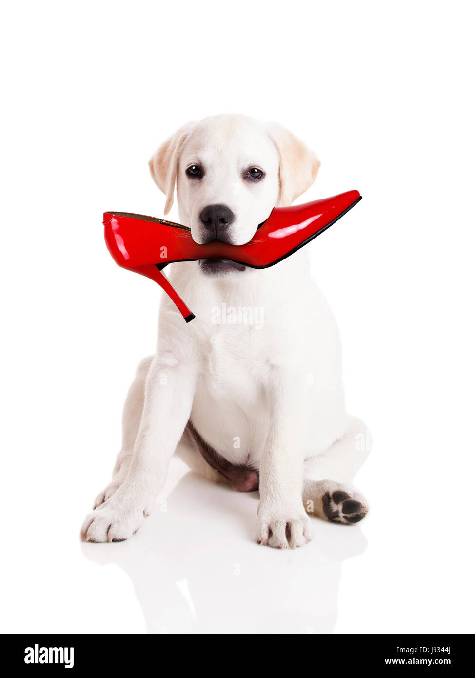 Naughty Labrador Puppy High Resolution Stock Photography and Images - Alamy