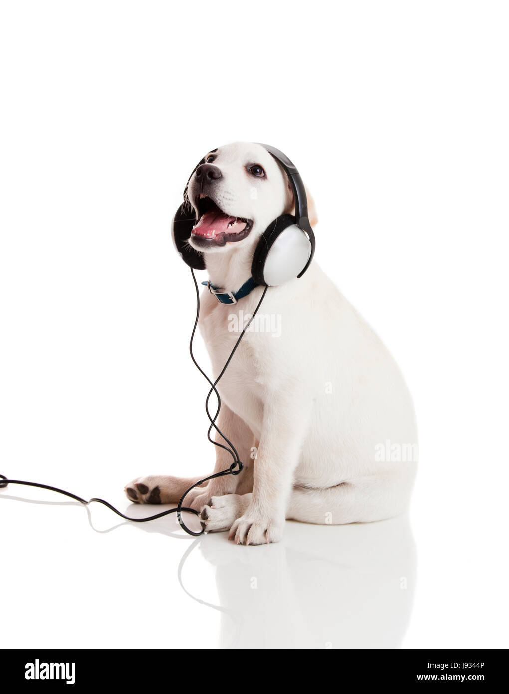 Dog earphones hot sale