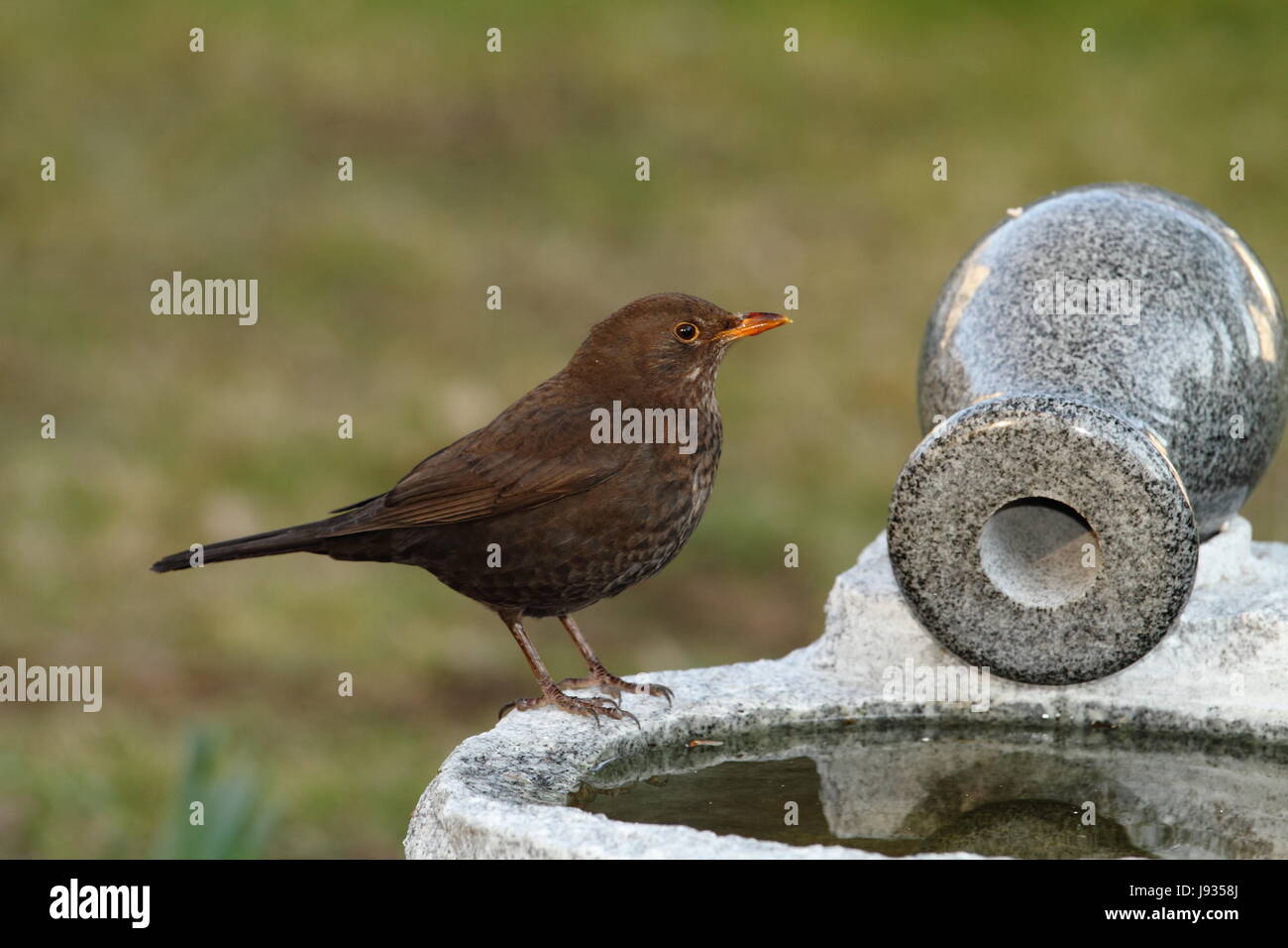garden, bird, birds, feathers, blackbird, gardens, singingbird