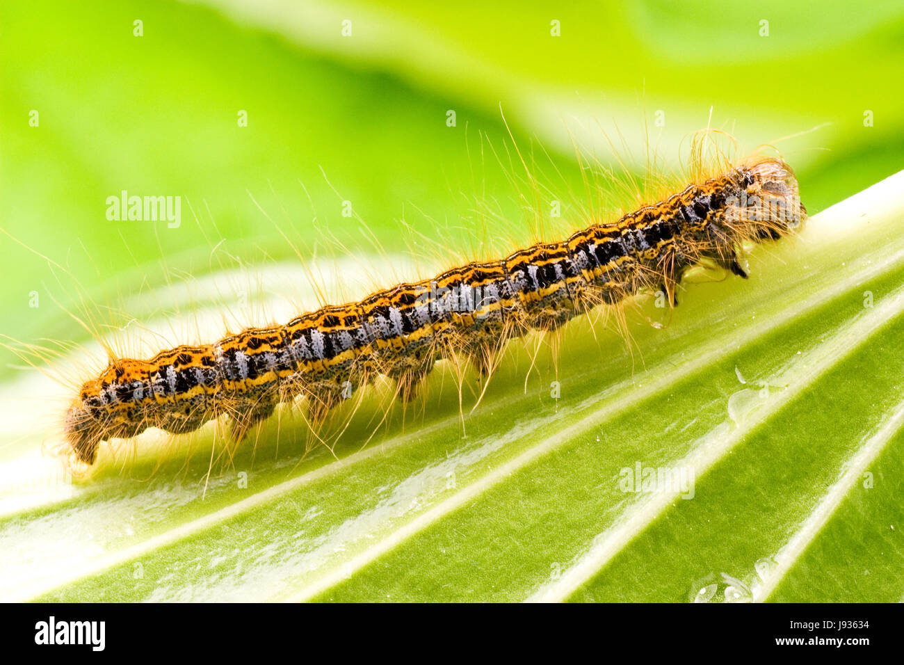 colour, closeup, garden, animal, insect, hairy, caterpillar, color ...
