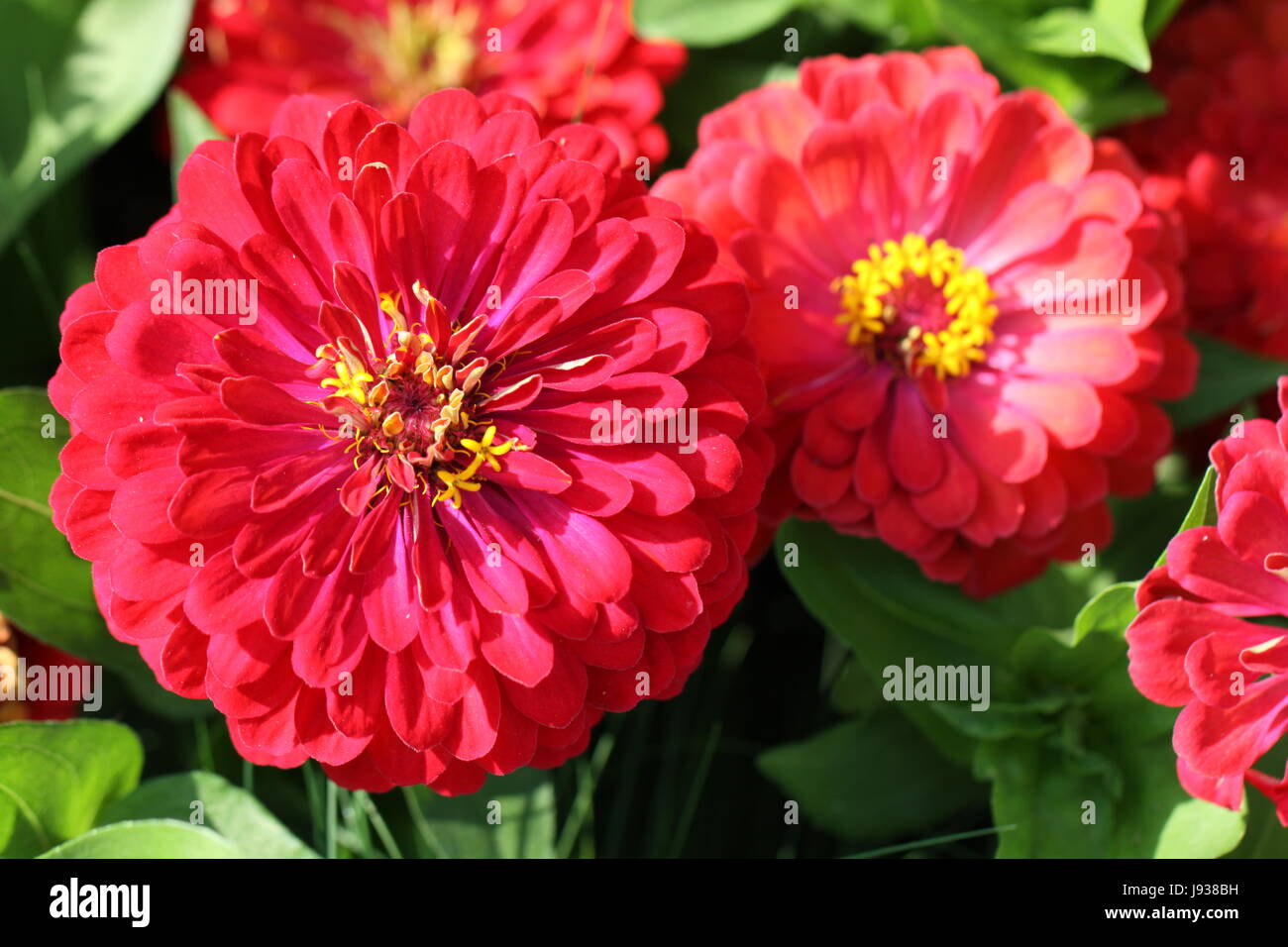 新品未開封❗️リナシェイニウス　FLOWERS Lina Scheynius Zinnea flowers hi-res stock photography and images - Alamy