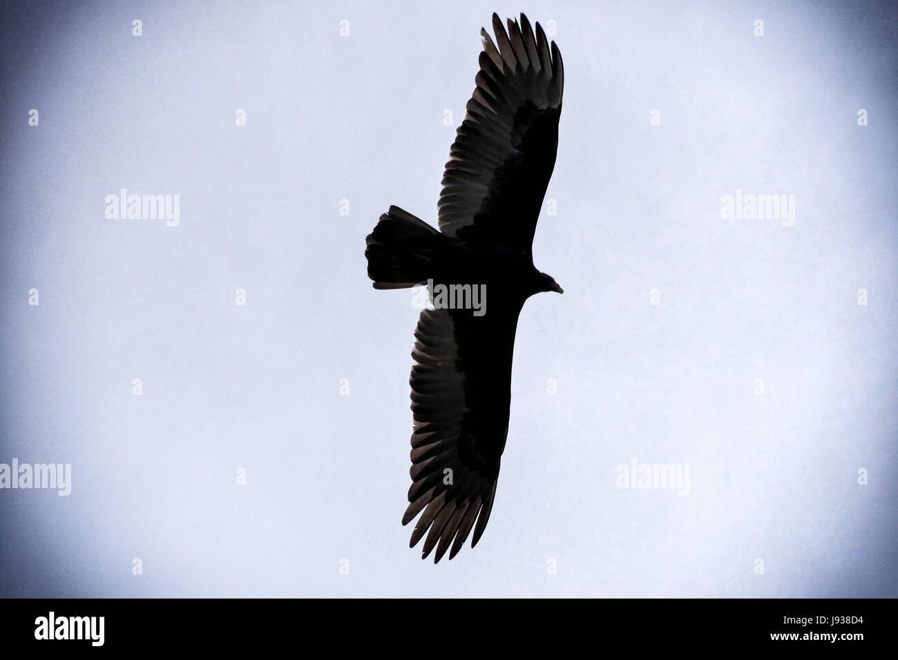 Soaring eagle Stock Photo