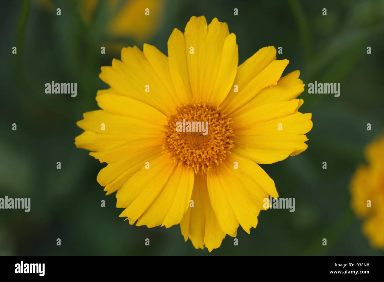 layia platyglossa asteraceae tidy tips Stock Photo - Alamy