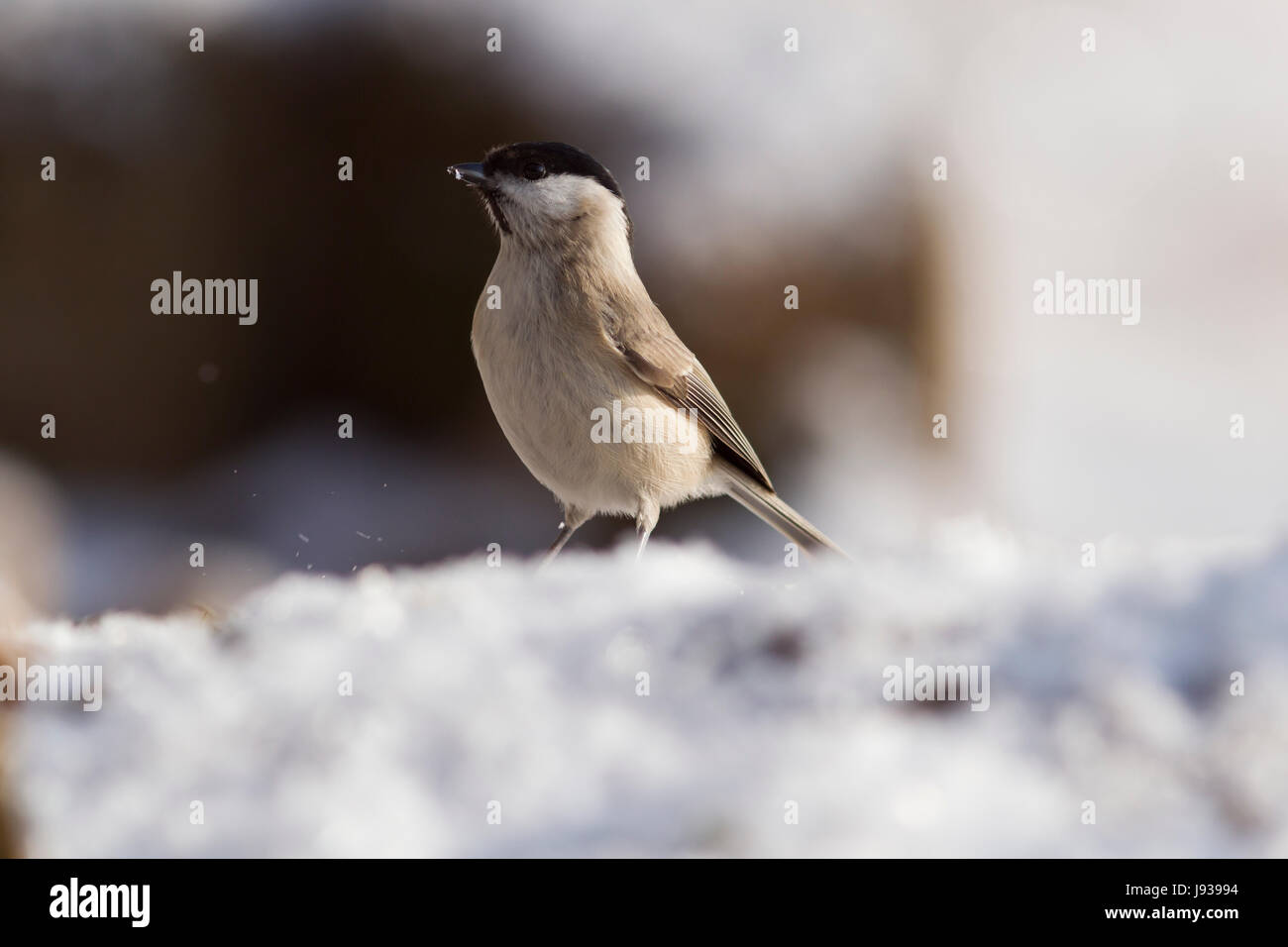 animal, bird, wild, birds, horizontal, titmouse, germany, german federal Stock Photo