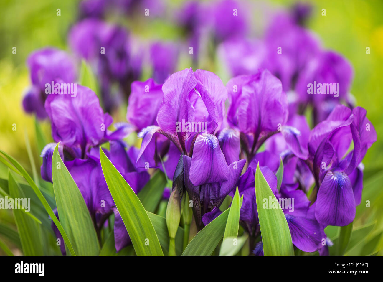 purple Japanese iris flowers Stock Photo