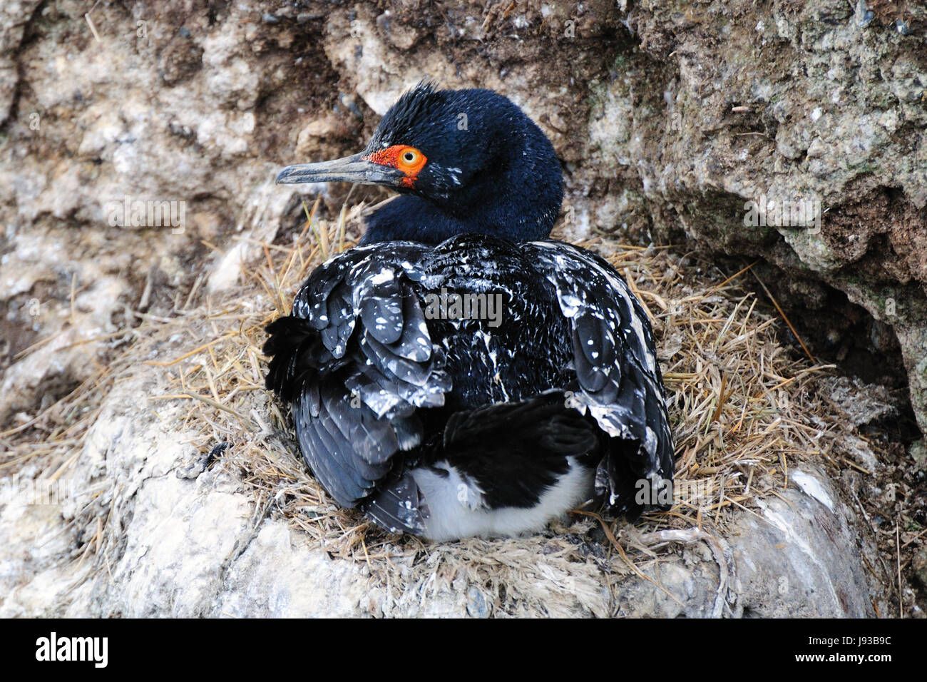 bird, birds, argentina, cormorant, south america, bird, birds