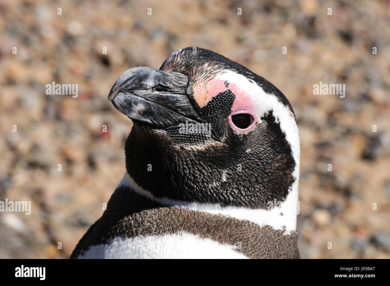 penguins, argentina, penguin, latin america, peninsula, national park