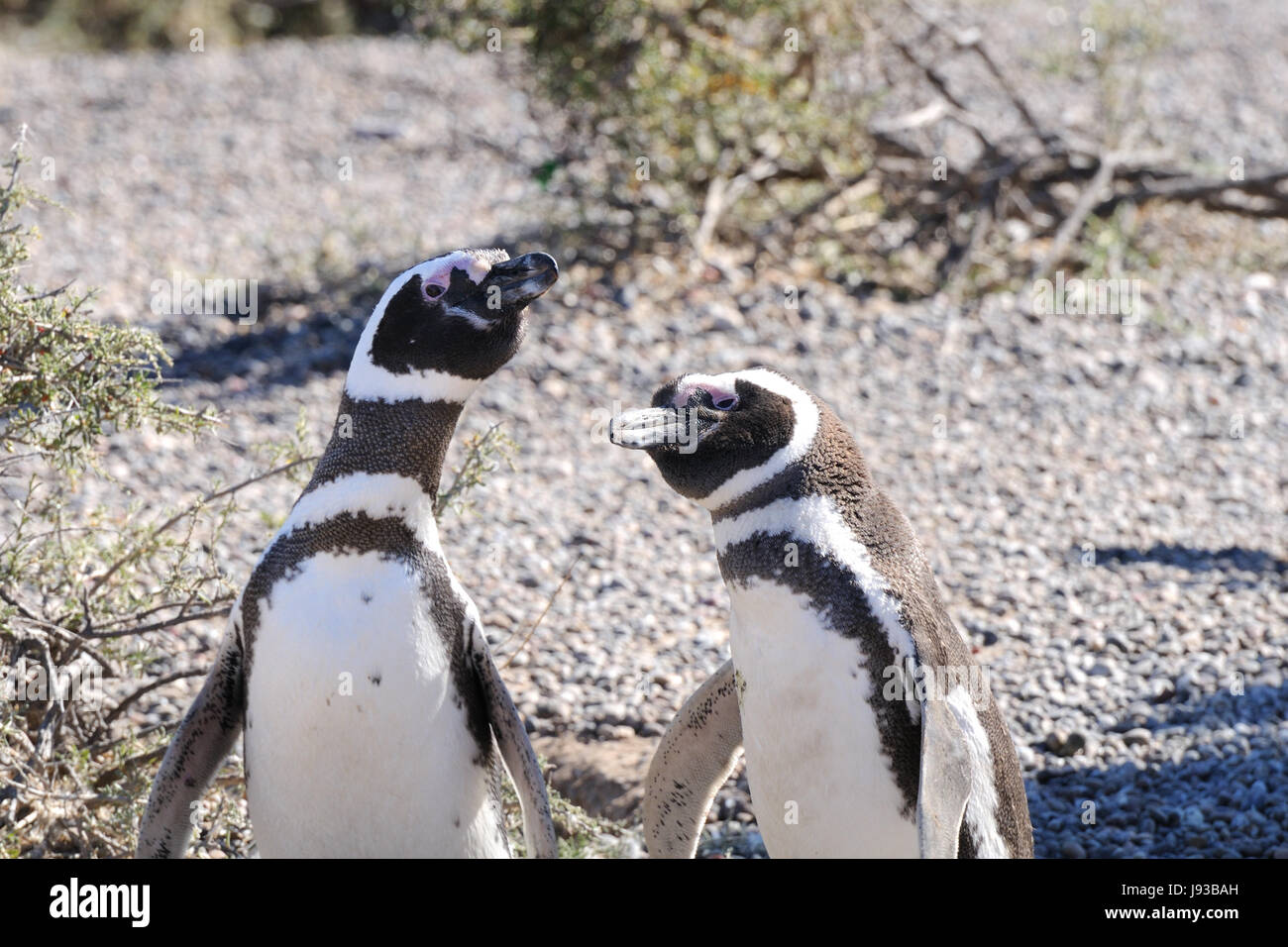 penguins, argentina, penguin, latin america, peninsula, national park