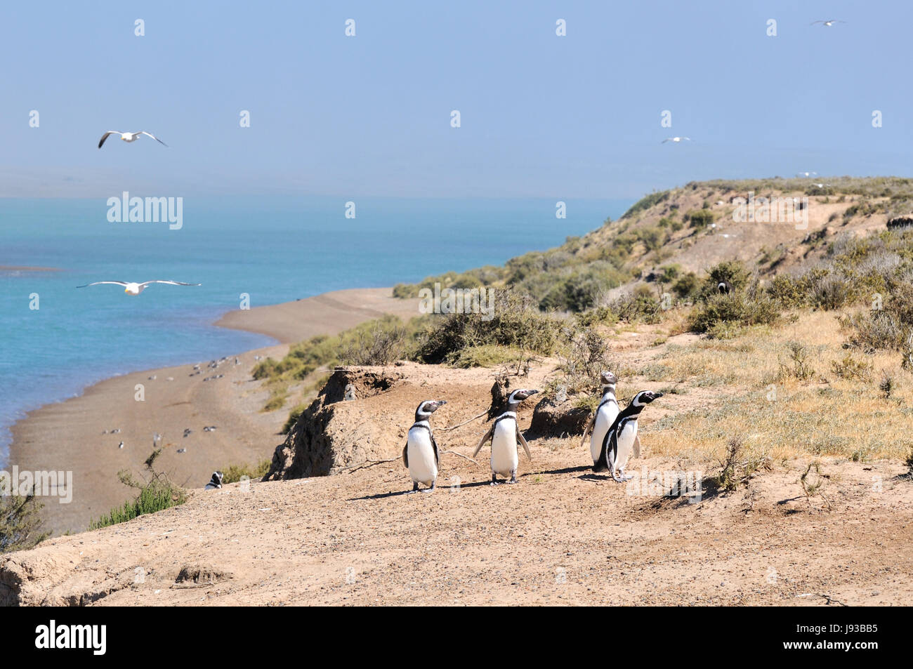 penguins, argentina, penguin, latin america, peninsula, national park