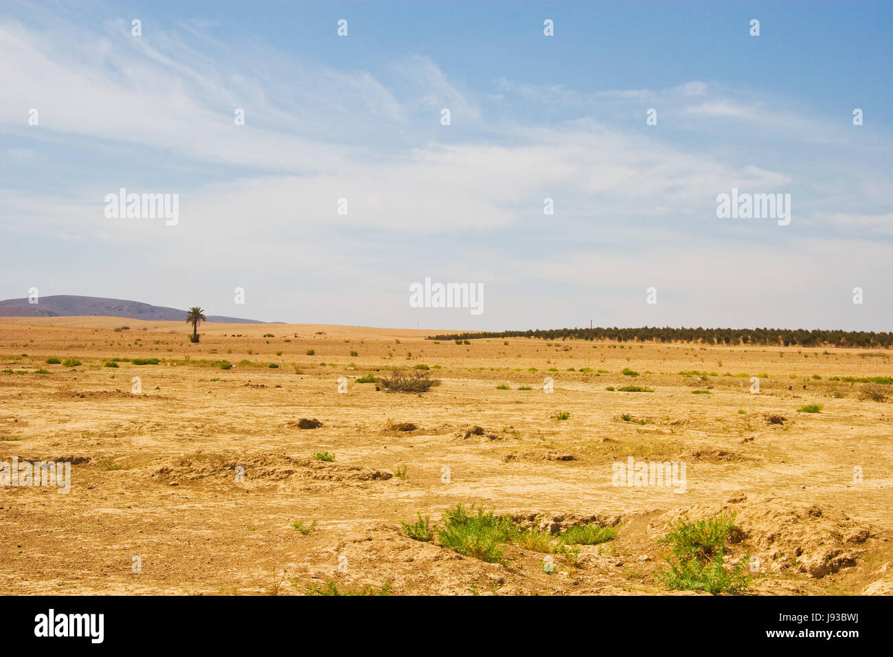 blue, tree, desert, wasteland, heaven, paradise, ground, soil, earth ...