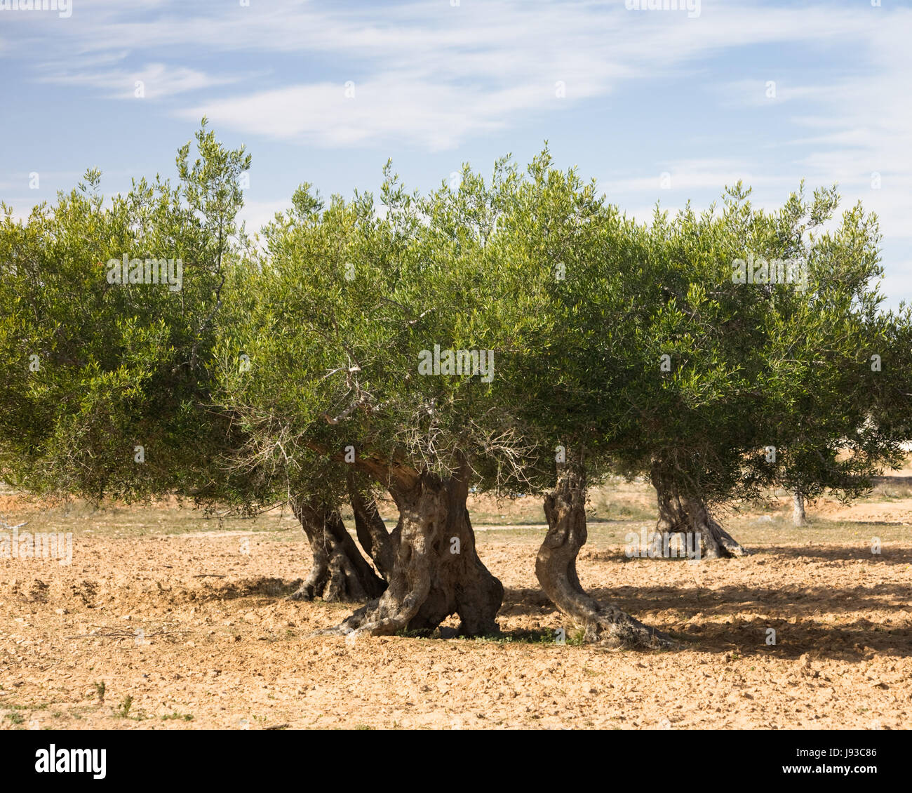 Дикая олива в тунисе. Оливки на дереве. Оливковые деревья в греции. Маслина крымская. Оливковые деревья в греции.