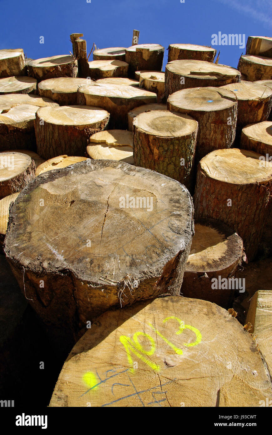 tree, industry, wood, future, energy, power, electricity, electric ...