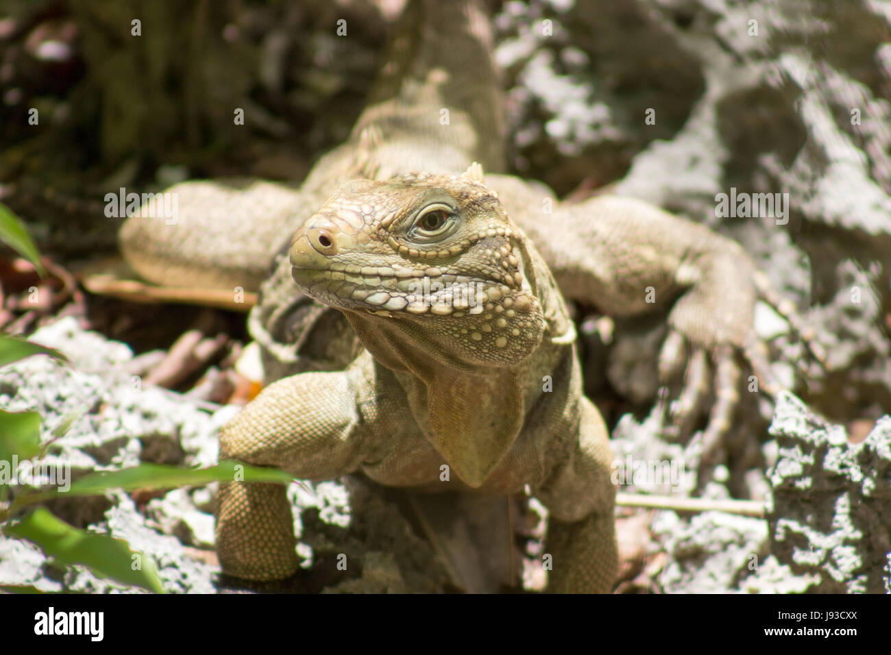 Small rock tower by the Caribbean Sea Stock Photo Alamy