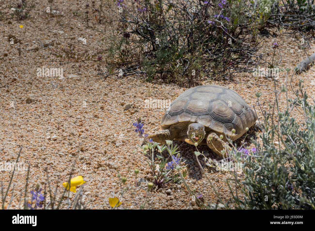 Desert Tortoise Grazes on Spring Flowers with copy space to left Stock Photo