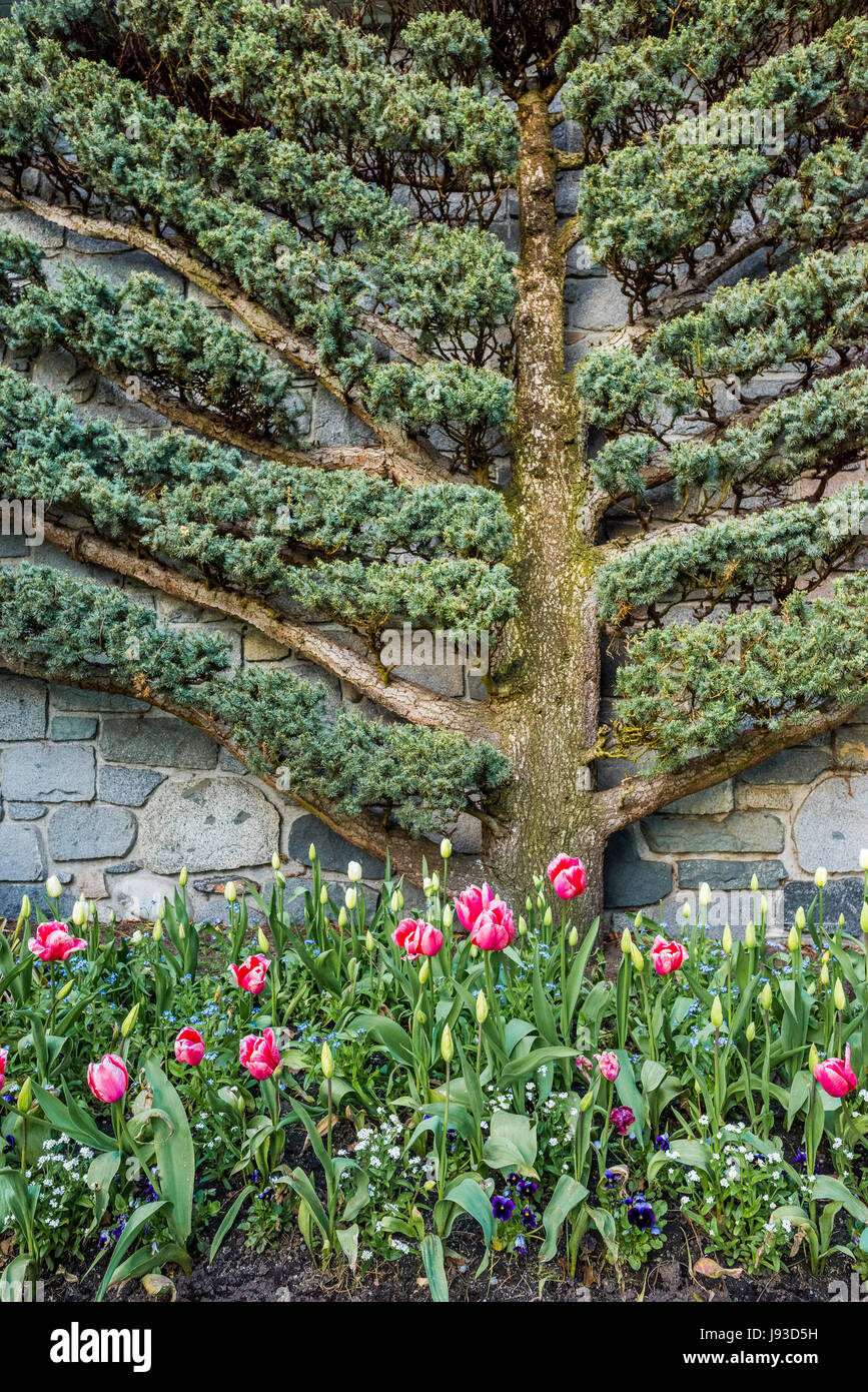 Espaliered evergreen tree, Vancouver, British Columbia, Canada Stock