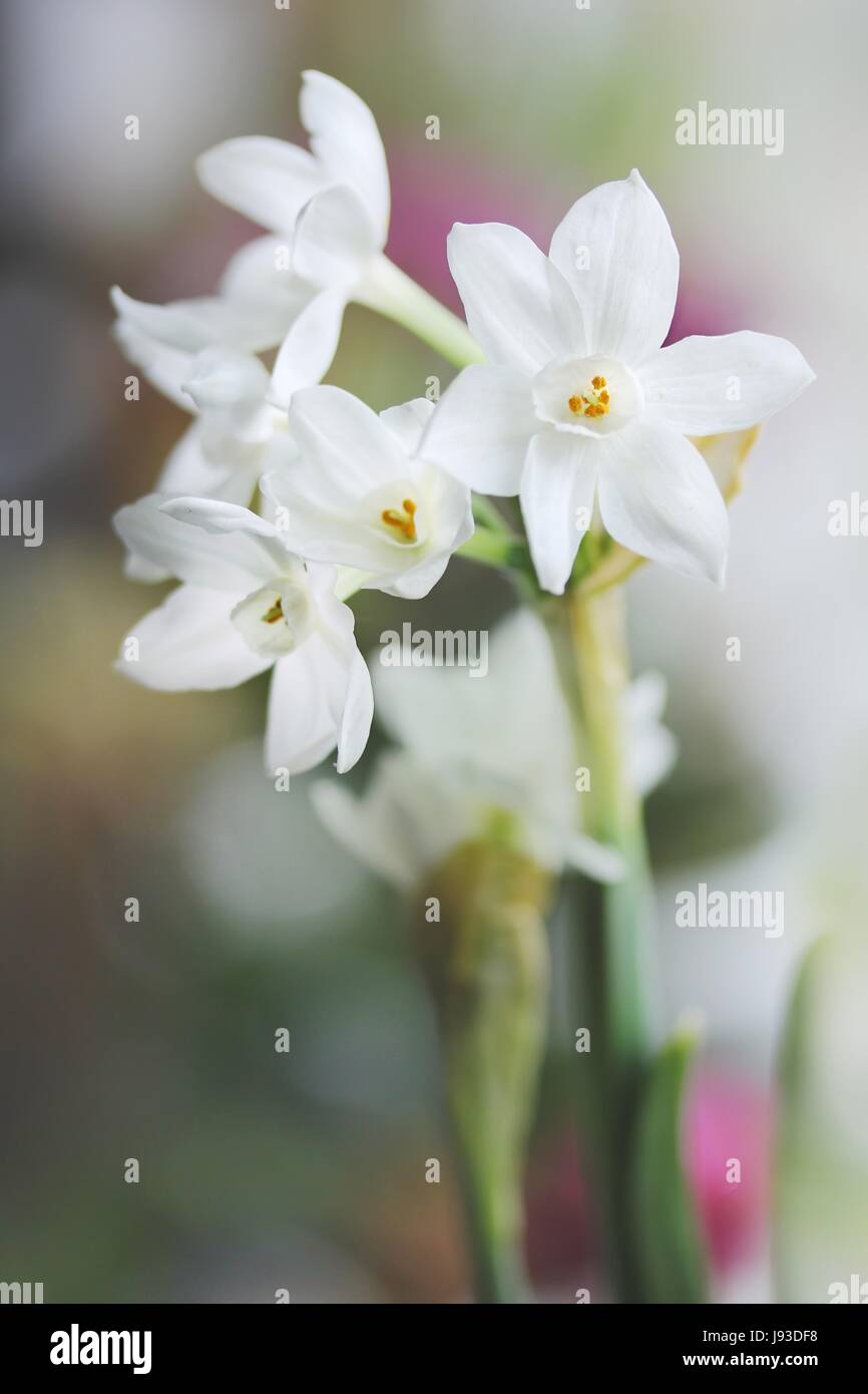 daffodils, narcissus, daffodil, macro, close-up, macro admission, close up Stock Photo