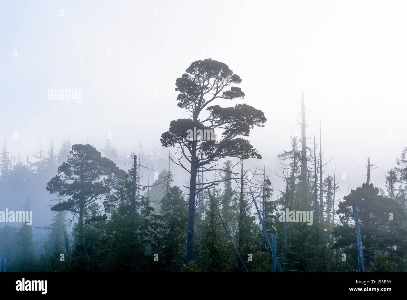Fog shrouded hi-res stock photography and images - Alamy