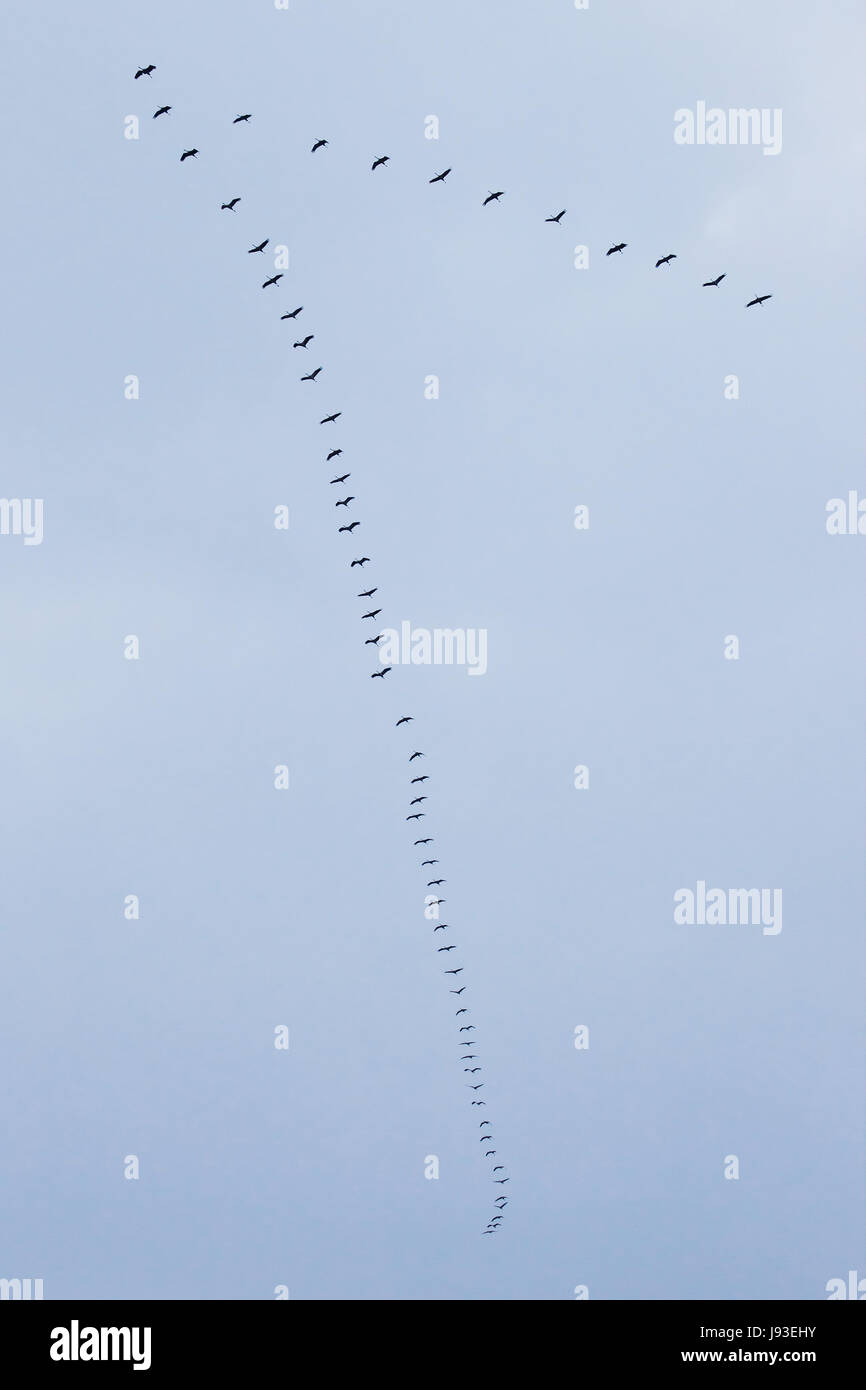 a train of cranes against a cloudy sky Stock Photo - Alamy