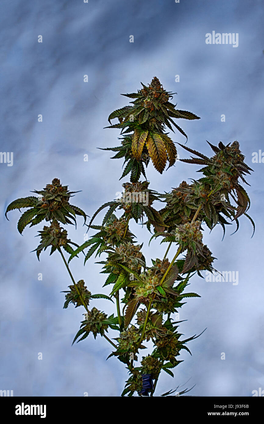 Medical marijuana plants set on colored backgrounds to show colorful strains of marijuana Stock