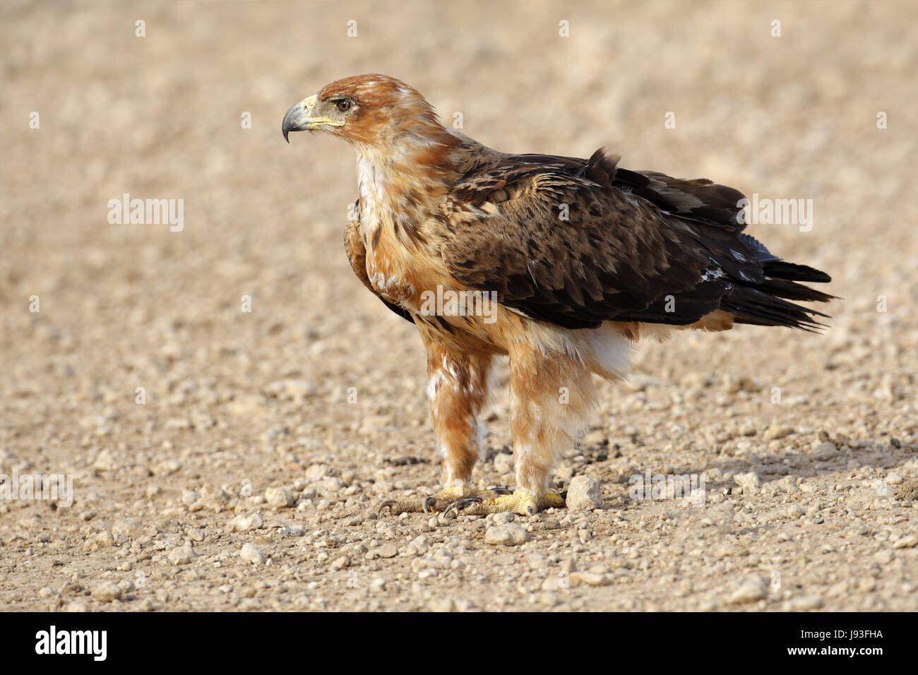 bird, raptor, birds of prey, beak, wildlife, claws, eagle, nature, big