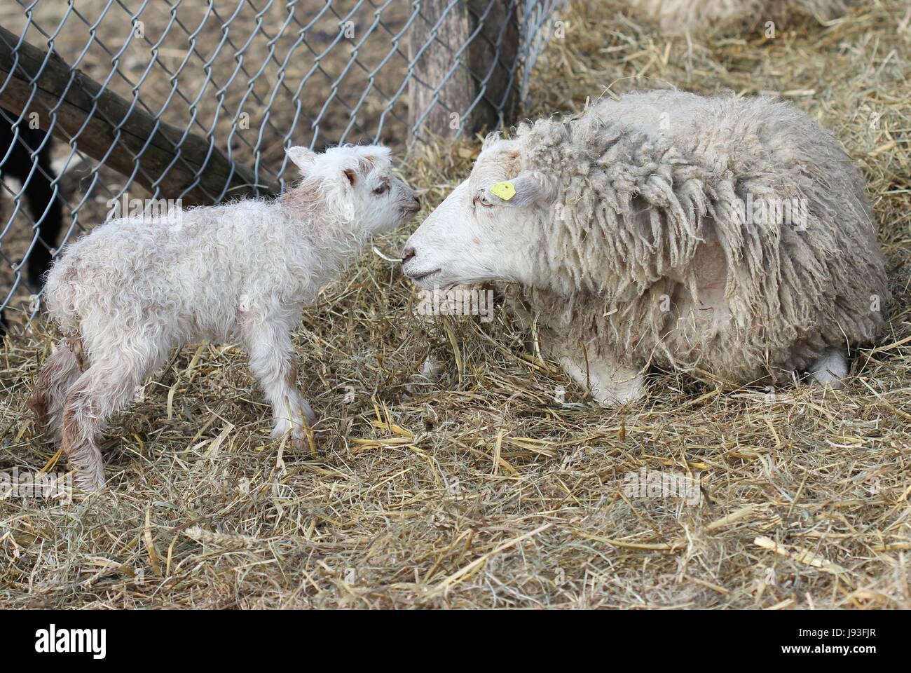 skuddenschaf with newborn lamb Stock Photo