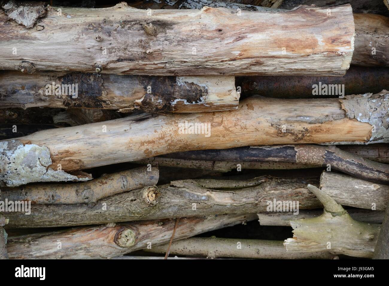 wood, tribes, wall, fence, fence in, fencing, provisional, stratified, tree, Stock Photo