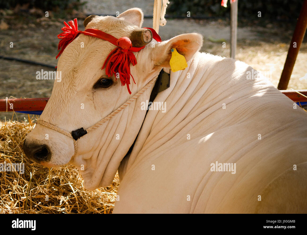 animal, horn, cattle, breed, robust, bovin, cutted horns, hooves