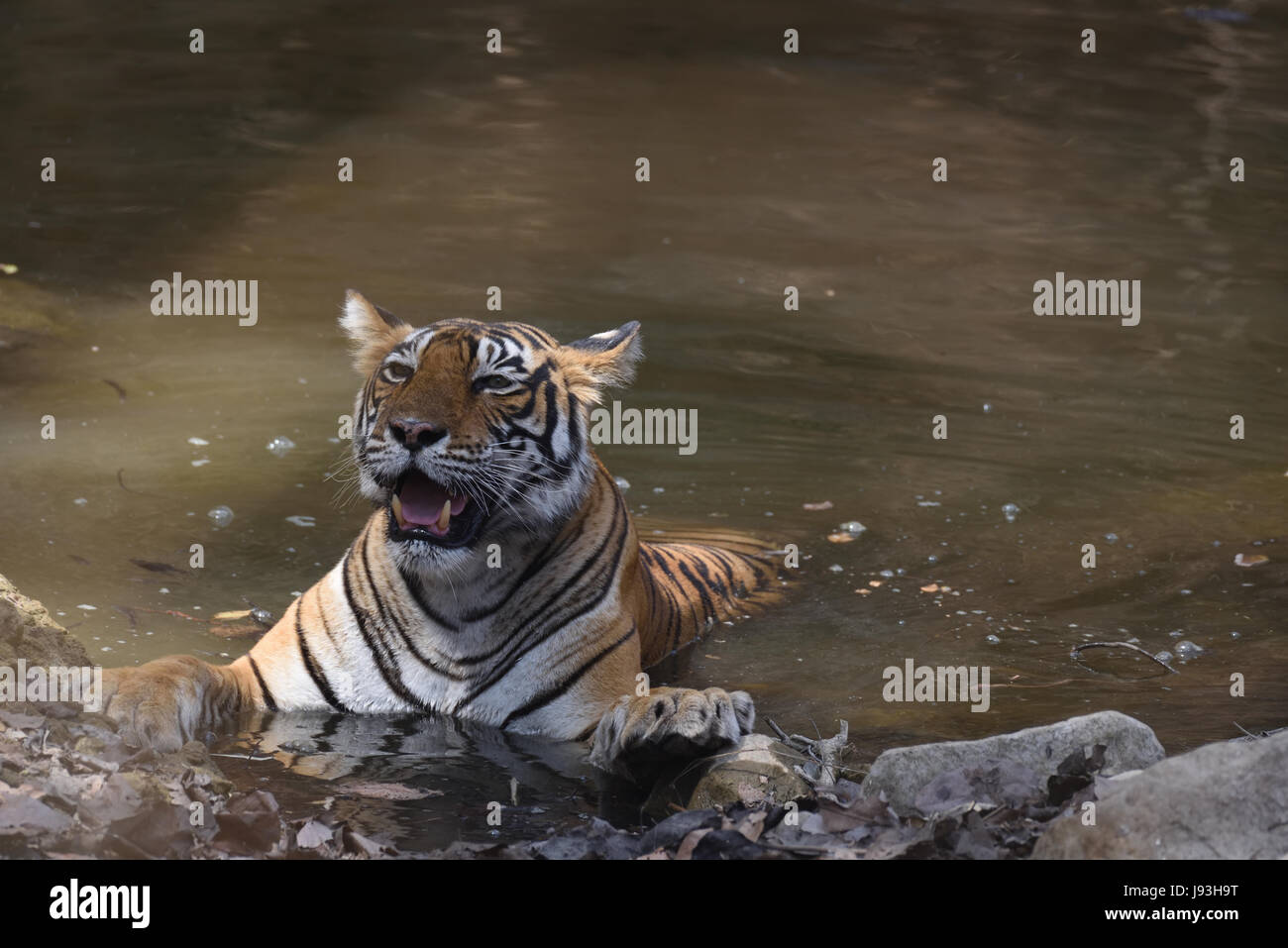 Tiger resting in a water hole in summer at Ranthambhore National Park, India Stock Photo