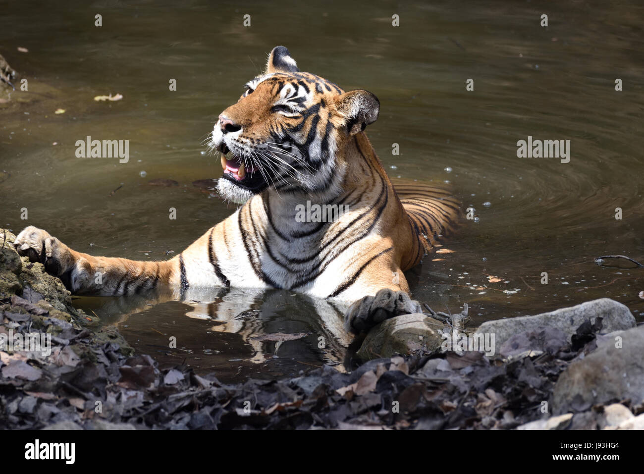 Tiger resting in a water hole in summer at Ranthambhore National Park, India Stock Photo