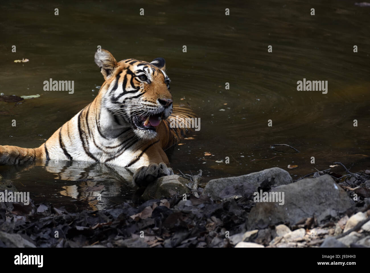 Tiger resting in a water hole in summer at Ranthambhore National Park, India Stock Photo