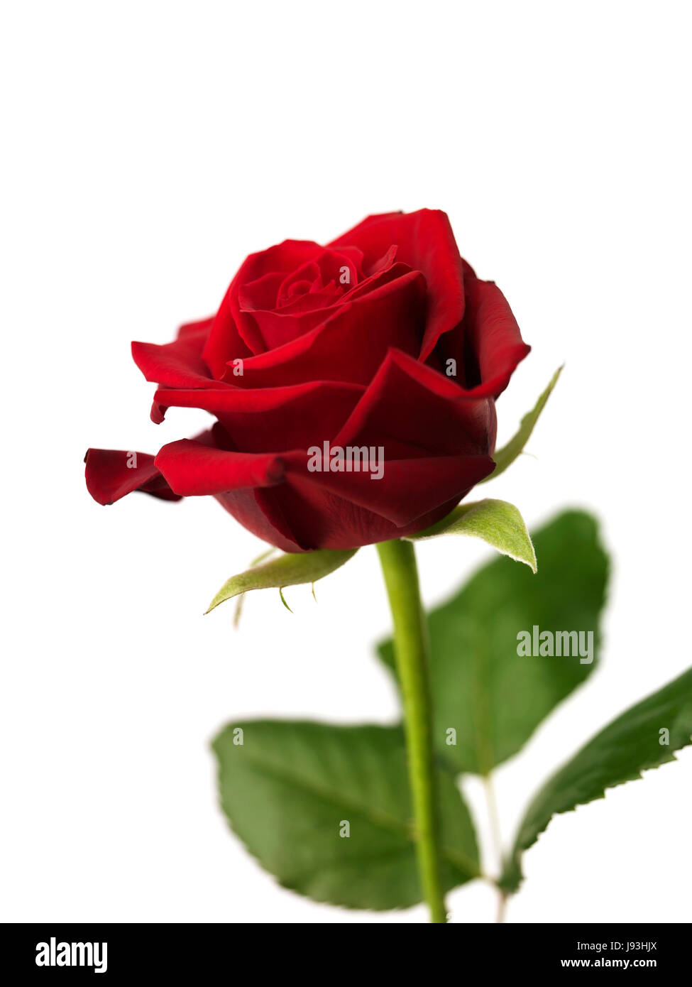 isolated, flower, rose, plant, green, love, in love, fell in love, red,  nature Stock Photo - Alamy