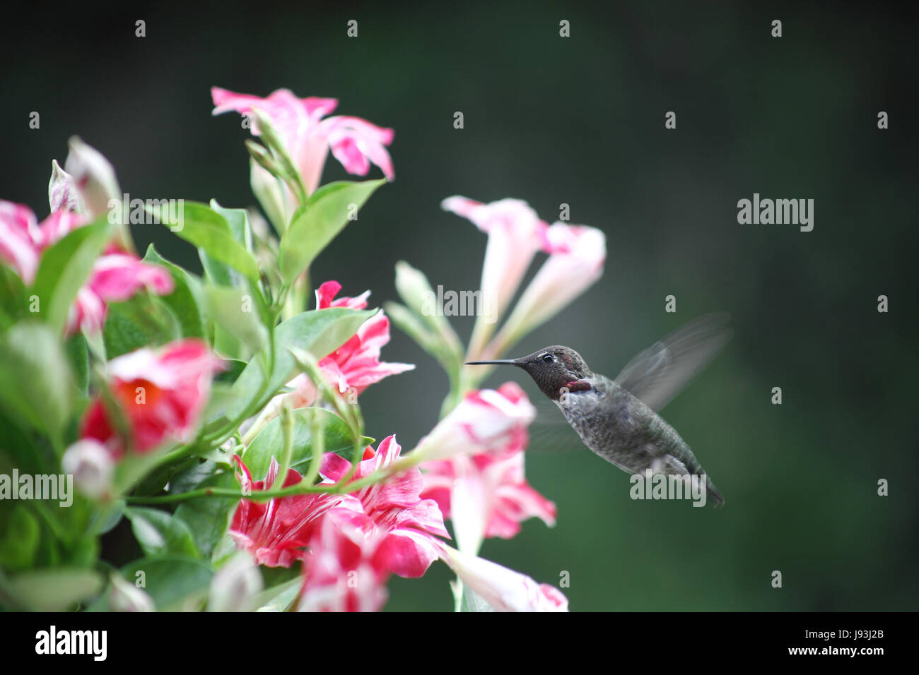 closeup, animal, flower, flowers, plant, summer, summerly, hummingbird, white, Stock Photo