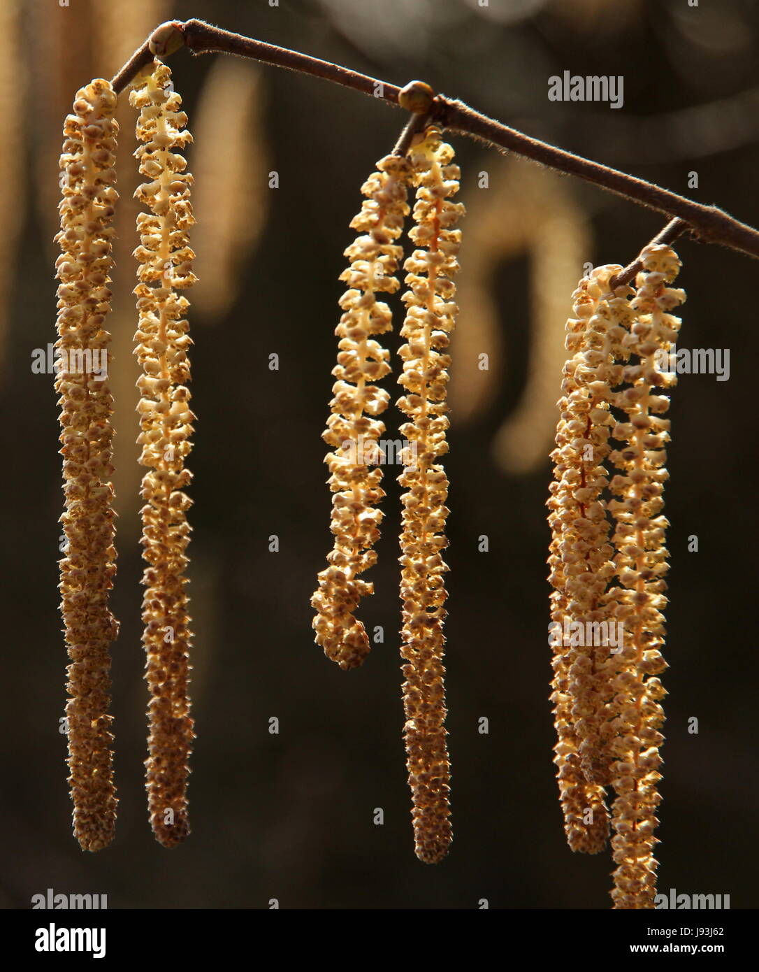 spring, shrub, hayfever, filbert, hazelnut, hazel, allergy, allergic