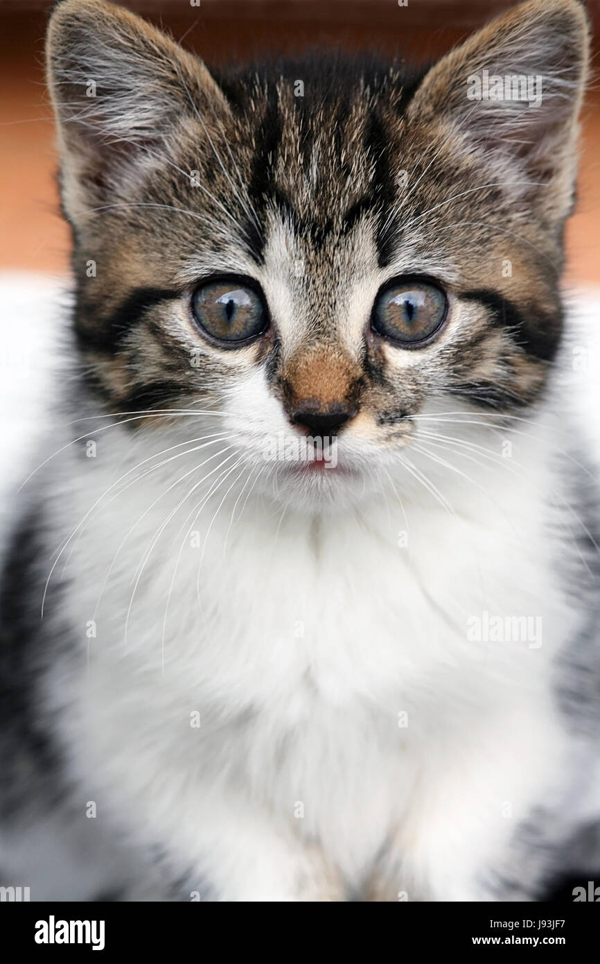 a curious glance Stock Photo