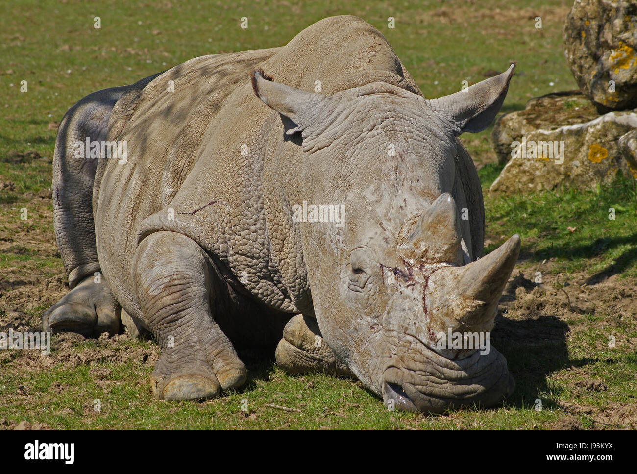 rhinoceros 6 cut a cross section