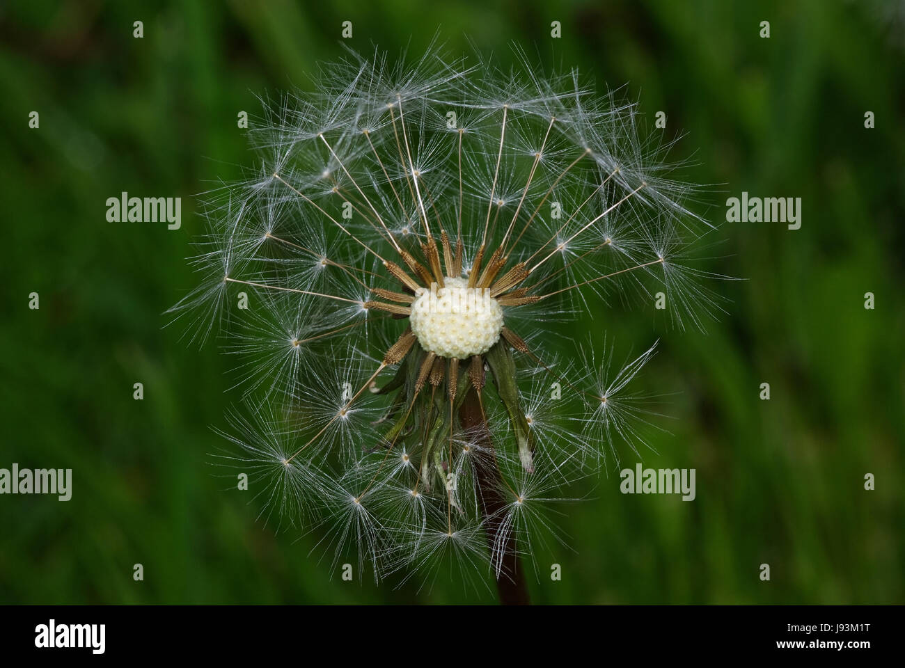 blowball, dandelion, withers, macro, close-up, macro admission, close up view, Stock Photo