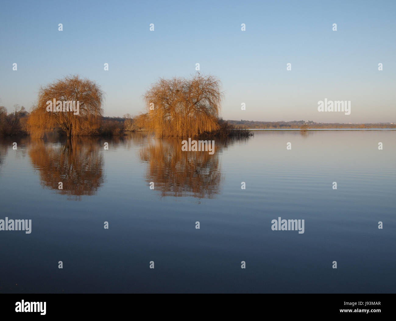 blue, environment, enviroment, tree, trees, winter, wood, field ...