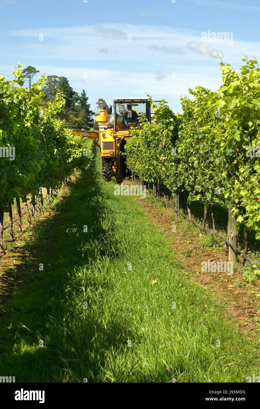 tree, trees, machinery, leaves, agriculture, farming, grapes, harvest, Stock Photo