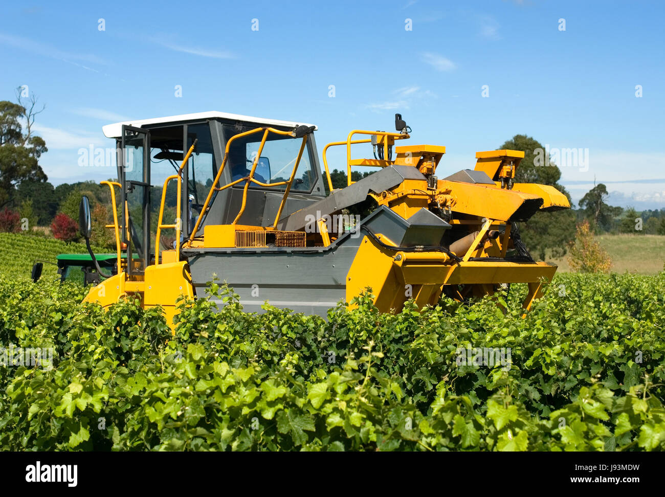tree, trees, machinery, leaves, agriculture, farming, grapes, harvest, Stock Photo