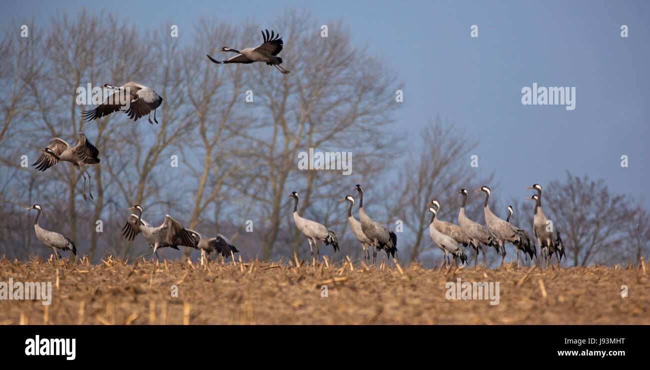 bird, birds, crane, bird, conservation of nature, birds, feathers, feathering, Stock Photo