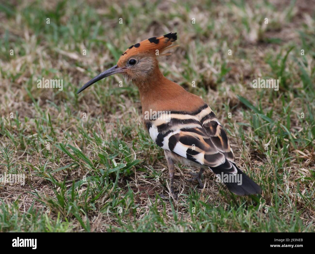 hoopoe Stock Photo