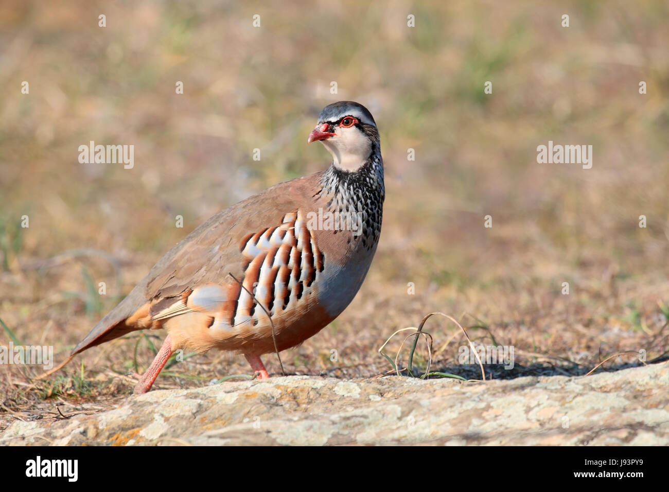 bird, wild, partridge, feather, hunting, chase, red, nature, species, Stock Photo
