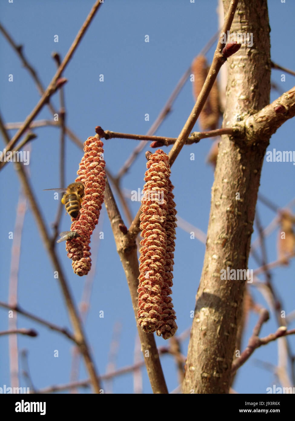 pollen, hayfever, filbert, hazelnut, hazel, allergy, insect, bee